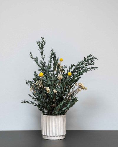 Detaljer i Sommar Parvifolia som konserverad krukväxt 60 eller 80 cm