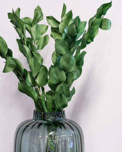 Ruscus Giant Bleached White – Preserved Plant