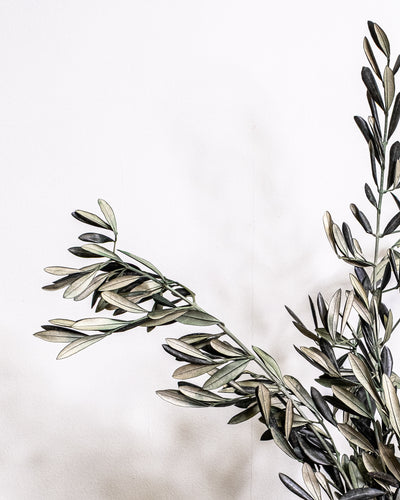 Preserved olive for vases and floral arrangements