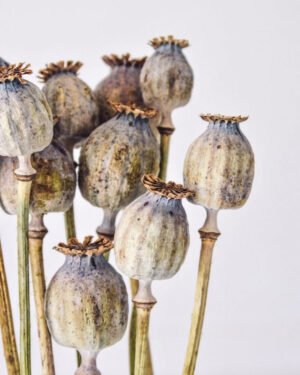 Kuivattu Unikko (Poppy) – Luonnolliset siemenkodat (noin 30 siemenkotaa) 9 Forever Flora Fi
