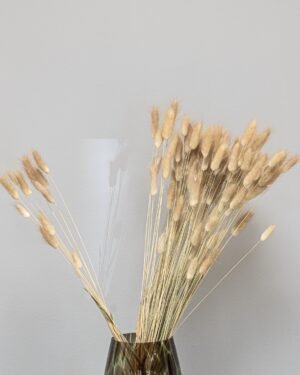 Alternative view of Lagurus - Kuivatut kukat