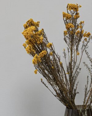 Diosmi Naturell - Säilytetyt kukat 12 Forever Flora Fi