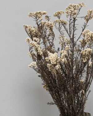 Diosmi Naturell - Säilytetyt kukat 10 Forever Flora Fi