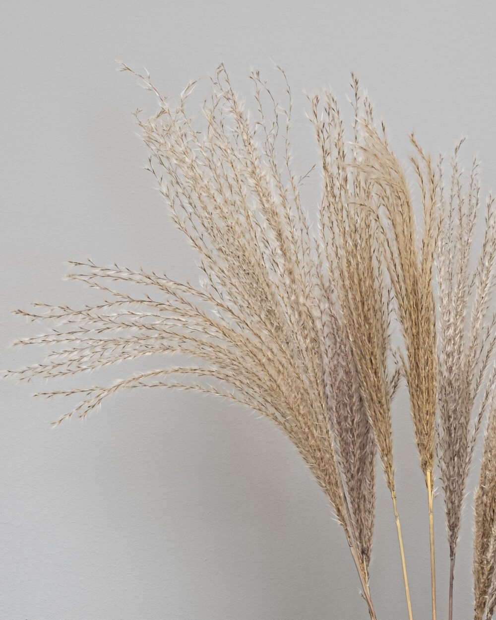 Miscanthus Natural- Kuivatut kukat - Image 2