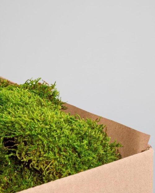 Alternative view of Säilötty litteä sammal – Luo näyttävä ja aito sammalseinä ilman huolta