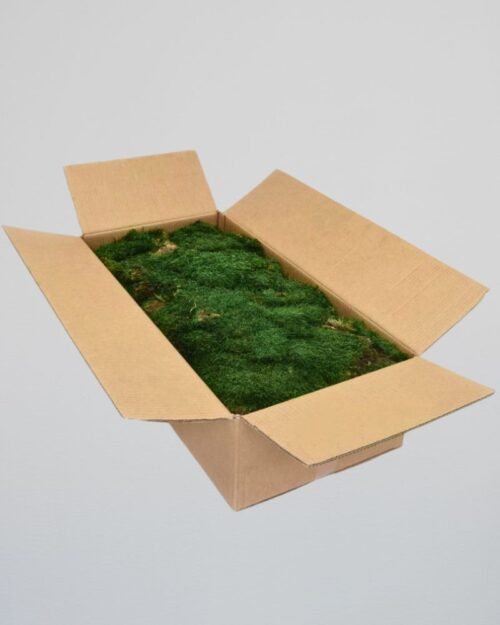 Säilötty litteä sammal