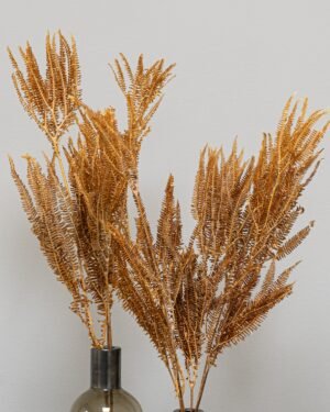 Alternative view of Helecho Fern - Säilytetyt kasvit