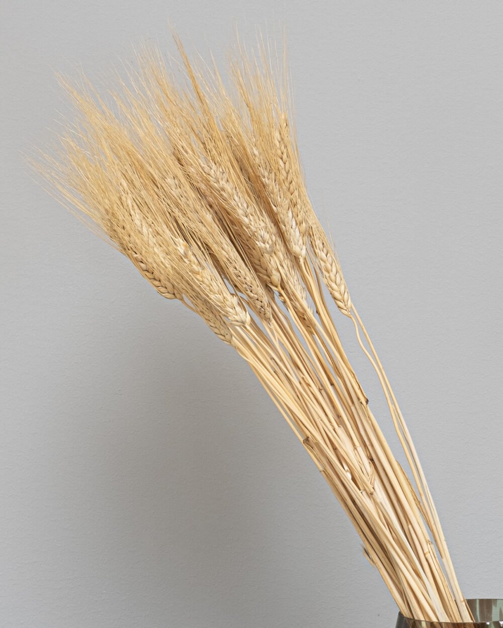 Triticum Vete