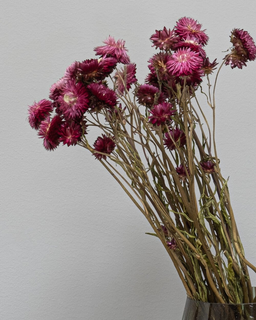 Helichrysum Naturell - kuivattuja kukkia - Image 8