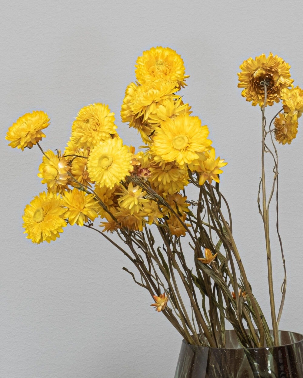 Helichrysum Naturell - kuivattuja kukkia - Image 10