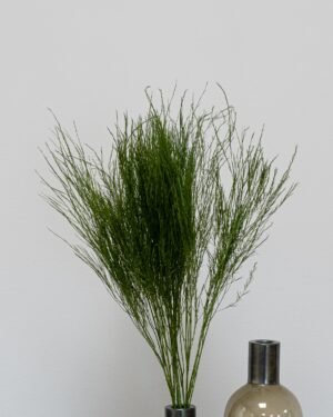 Alternative view of Tiki Saniainen - Säilytetyt kasvit