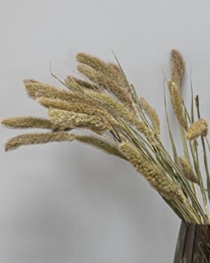 Setaria - Kuivatut kukat 13 Setaria