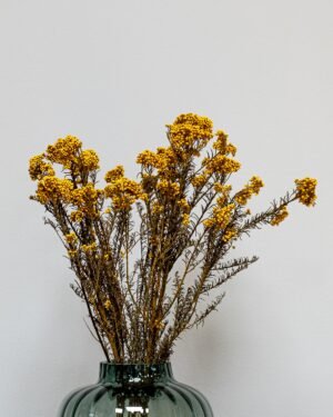 Diosmi Naturell - Säilytetyt kukat 14 Forever Flora Fi