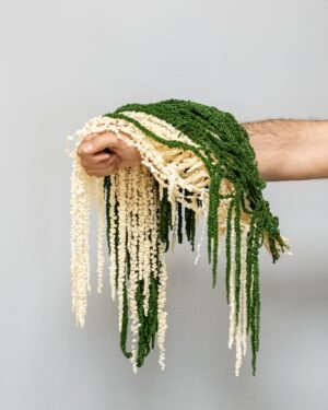 Amaranthus - Säilykekasvit 10 Forever Flora Fi