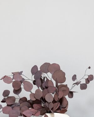 Alternative view of Eucalyptus Populus - Säilytetyt kasvit
