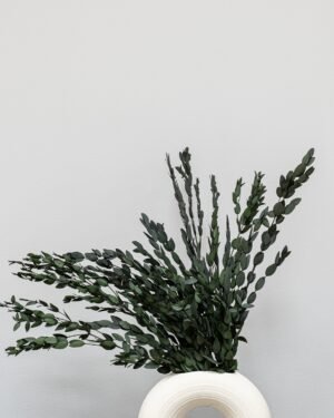 Alternative view of Eucalyptus Parvifolia - Säilytetyt kasvit