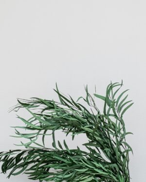 Eucalyptus Nicoli - Säilytetyt kasvit 10 Forever Flora Fi