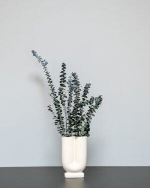 Eucalyptus baby blue