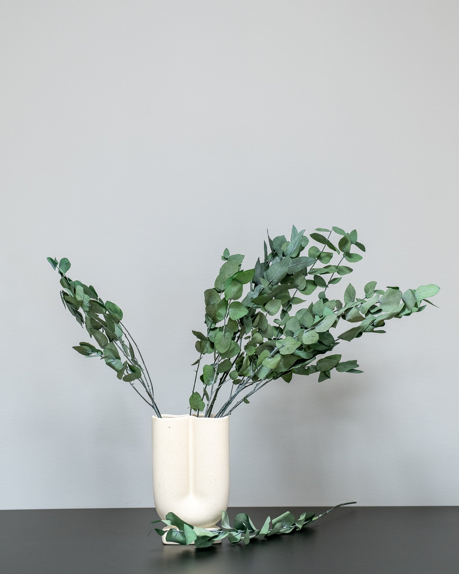 Eucalyptus Cinerea - Säilytetyt kasvit - Image 8