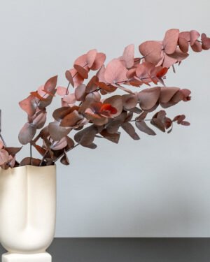 Eucalyptus Cinerea - Säilytetyt kasvit 14 Forever Flora Fi