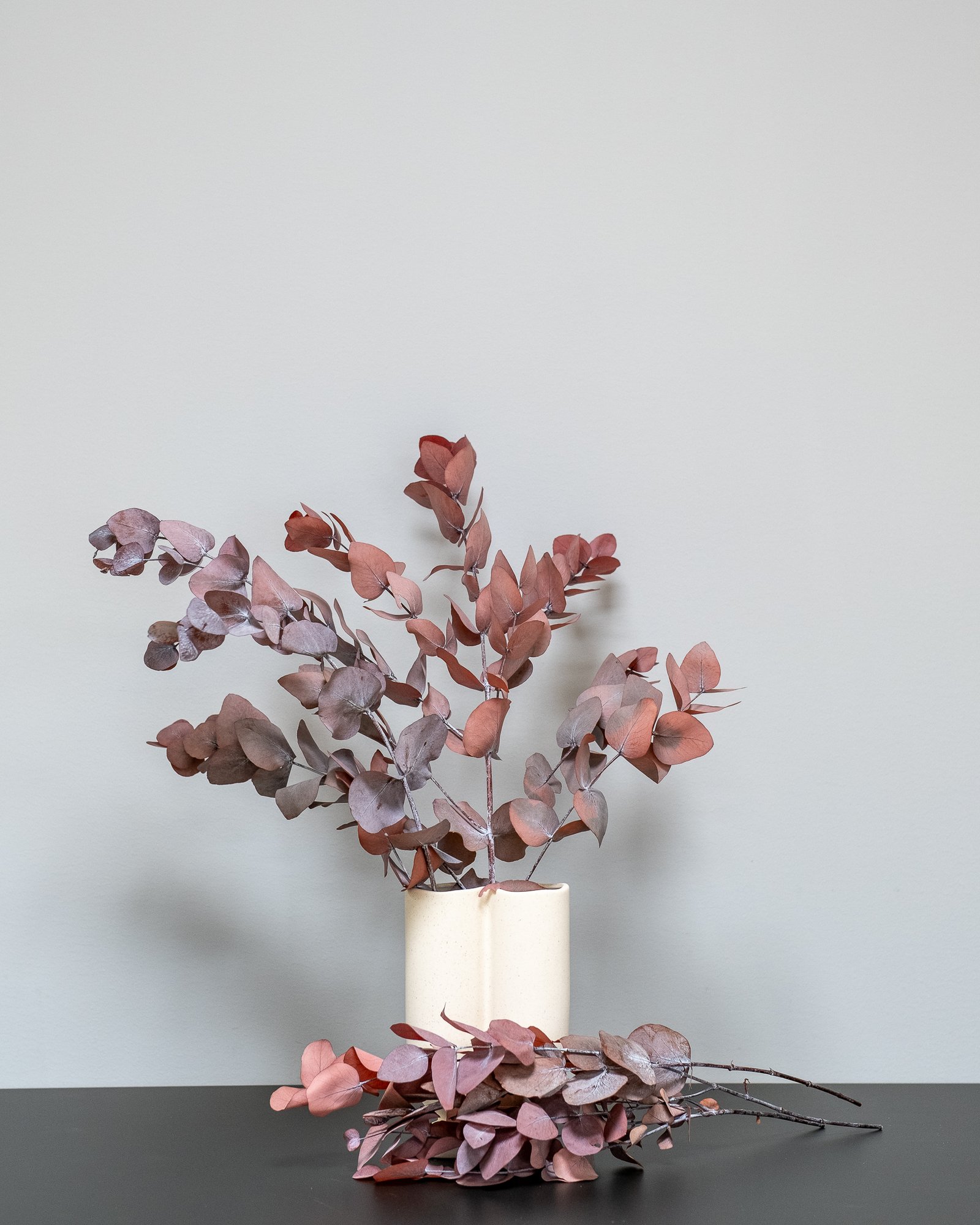 Eucalyptus Cinerea - Säilytetyt kasvit - Image 5