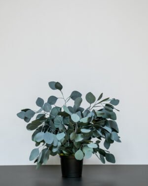Säilötyt Ruukkukasvit Eucalyptus Populus 12 Forever Flora Fi