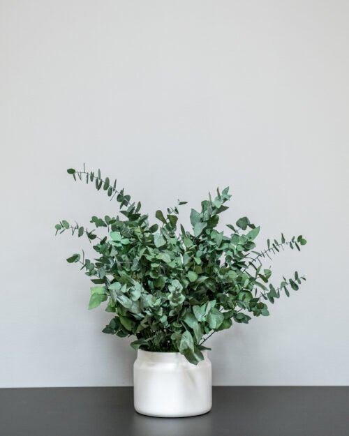 Alternative view of Eksklusiivinen Säilötty Eucalyptus Stuartiana – Luonnon kauneutta ilman huolta