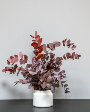 Säilötyt ruukkukasvit Eucalyptus Cinerea 11 Forever Flora Fi
