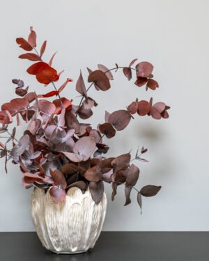 Säilötyt ruukkukasvit Eucalyptus Cinerea 16 Forever Flora Fi
