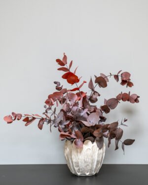 Säilötyt ruukkukasvit Eucalyptus Cinerea 14 Forever Flora Fi