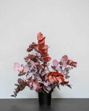 Säilötyt ruukkukasvit Eucalyptus Cinerea 15 Forever Flora Fi