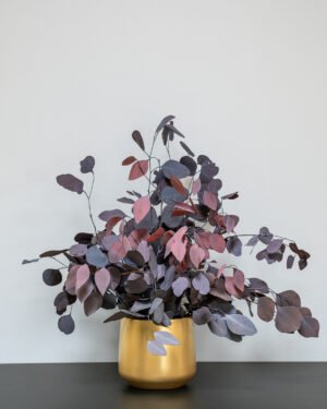 Säilötyt Ruukkukasvit Eucalyptus Populus 13 Forever Flora Fi