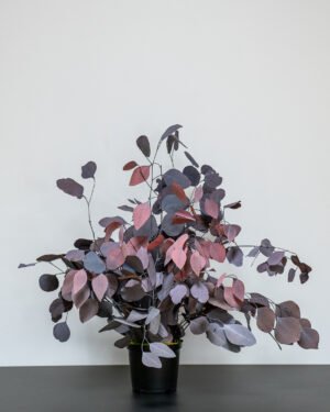Säilötyt Ruukkukasvit Eucalyptus Populus 14 Forever Flora Fi