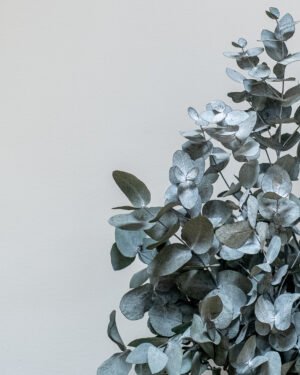 Alternative view of Säilötyt ruukkukasvit Eucalyptus Cinerea