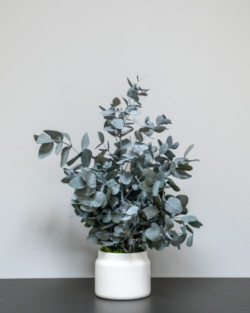 Säilötyt ruukkukasvit Eucalyptus Cinerea