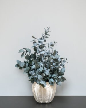 Säilötyt ruukkukasvit Eucalyptus Cinerea 12 Forever Flora Fi
