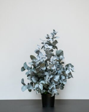 Säilötyt ruukkukasvit Eucalyptus Cinerea 13 Forever Flora Fi