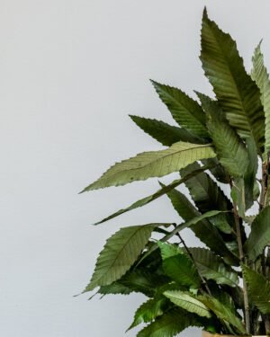 Säilötyt Ruukkukasvit Kastanja suku 7 Forever Flora Fi