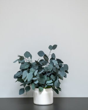 Säilötyt Ruukkukasvit Eucalyptus Populus 11 Forever Flora Fi