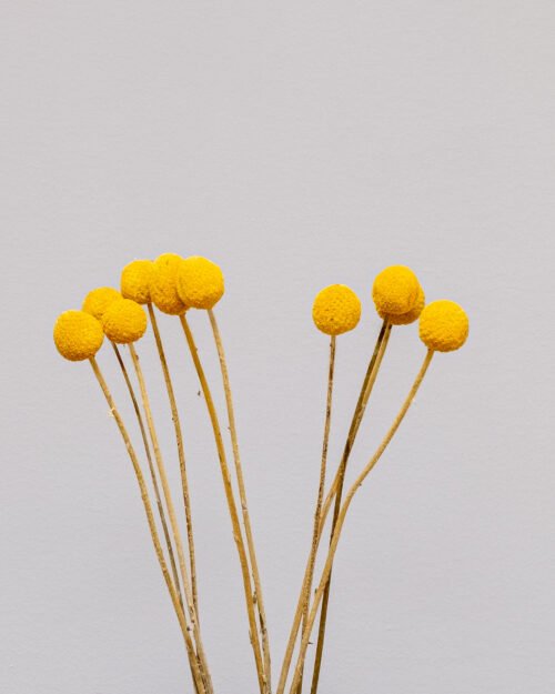 Alternative view of Craspedia/Aurinkopallo - Kuivatut kukat