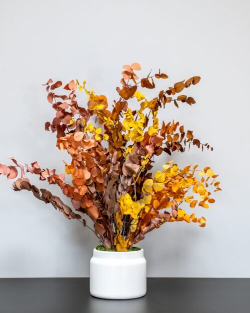 Säilötty Eucalyptus Stuartiana