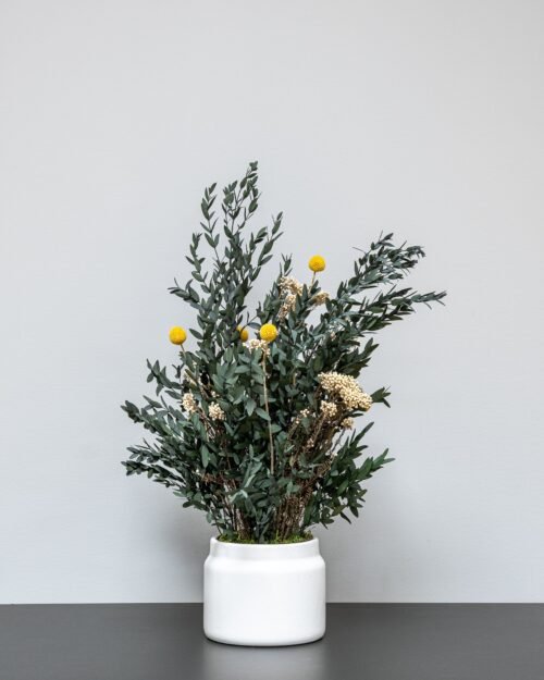 Säilötty Summer Parvifolia