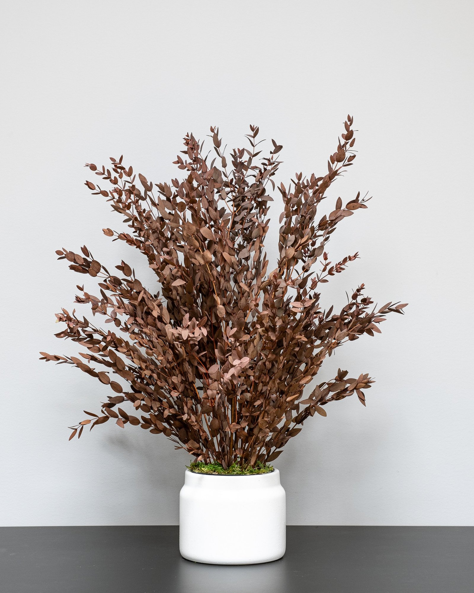 Ruukkuinen Säilötty Parvifolia - Image 4