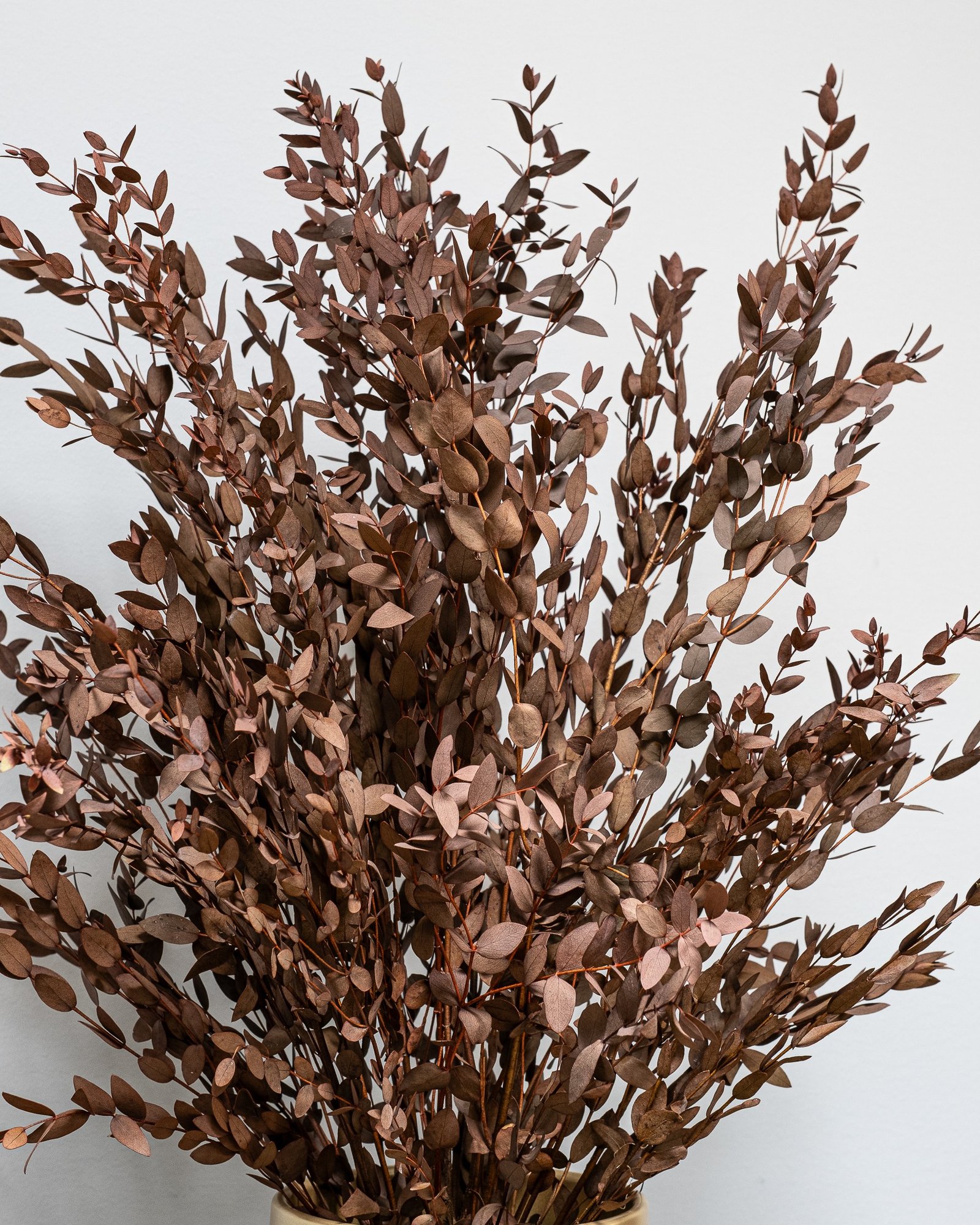 Ruukkuinen Säilötty Parvifolia - Image 2