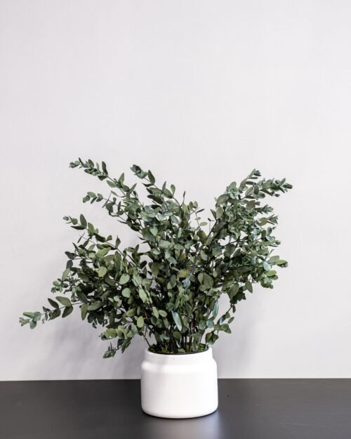 Säilötty Eucalyptus Gunnii