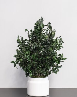 Eksklusiivinen Säilötty Pittosporum-ruukkukasvi – Luonnon kauneutta ilman huolta 6 Forever Flora Fi