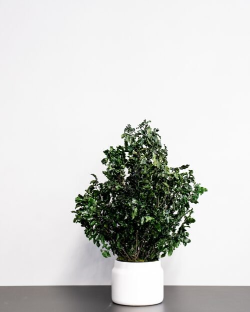 Säilötty Pittosporum-ruukkukasvi