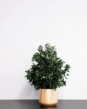 Eksklusiivinen Säilötty Pittosporum-ruukkukasvi – Luonnon kauneutta ilman huolta 7 Forever Flora Fi