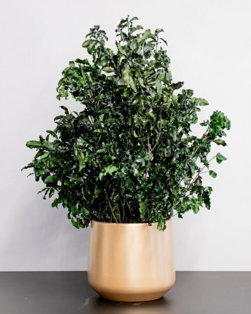 Alternative view of Eksklusiivinen Säilötty Pittosporum-ruukkukasvi – Luonnon kauneutta ilman huolta