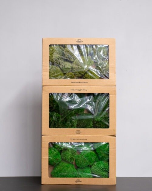 Alternative view of Eksklusiivinen Säilötty Pallosammal – Luonnon 3D-taidetta kotiisi